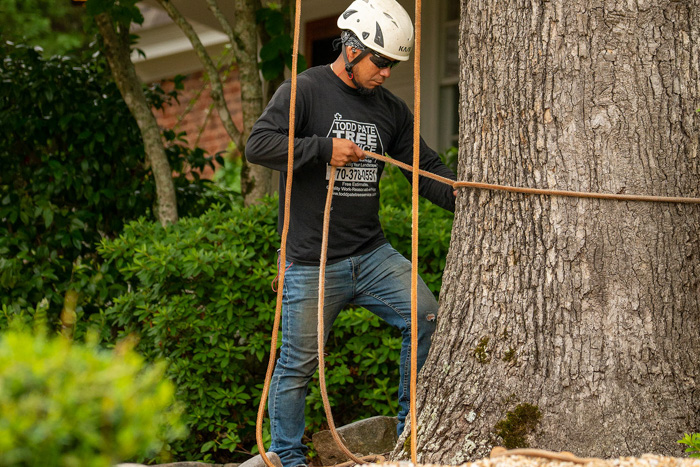 tree service in roswell ga